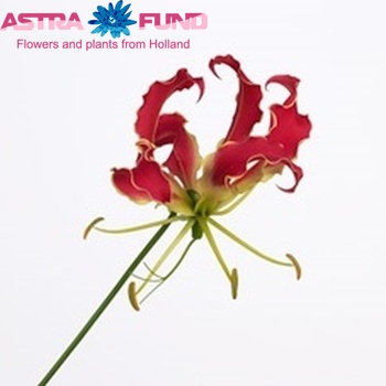 Gloriosa 'Misato Red' (lang) photo