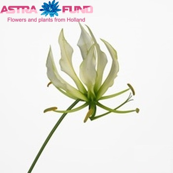 Gloriosa 'Pearl White' (lang) foto