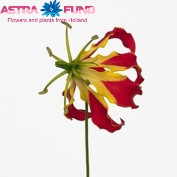 Gloriosa 'Piroska' (kort) foto