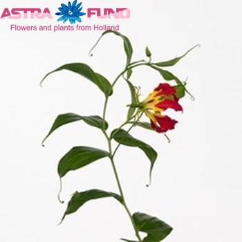 Gloriosa 'Piroska' (lang) foto
