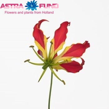 Gloriosa 'Red Beauty' (kort) foto