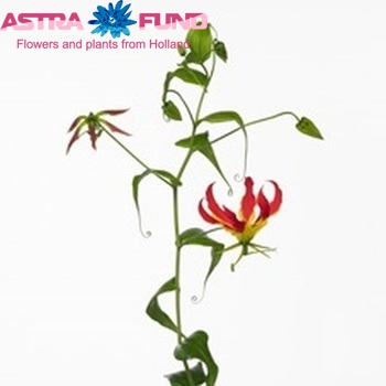 Gloriosa 'Red Beauty' (lang) foto