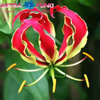 Gloriosa rothschildiana (kort) foto
