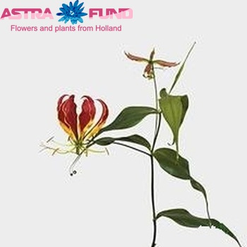 Gloriosa rothschildiana (lang) foto