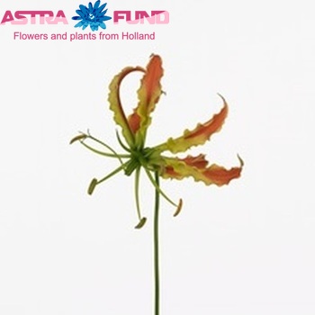 Gloriosa 'Sparkling Orange' (kort) fotografie