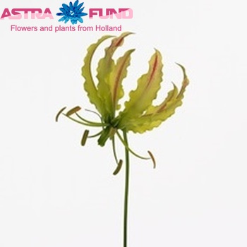 Gloriosa 'Sparkling Stripe' (kort) fotografie