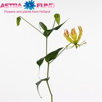 Gloriosa 'Sparkling Stripe' (lang) fotografie
