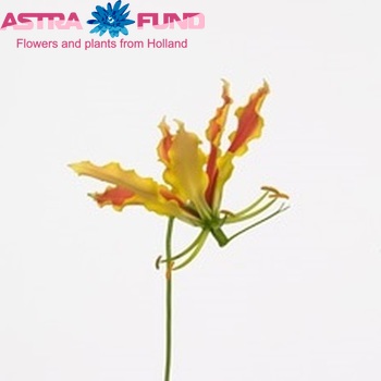 Gloriosa 'Twin Colour' (kort) fotografie
