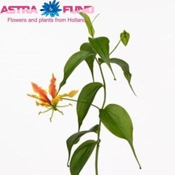 Gloriosa 'Twin Colour' (lang) fotografie