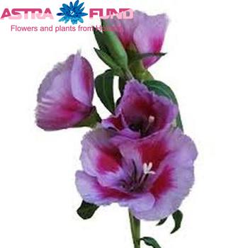 Godetia Lavendel photo