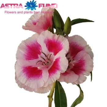 Godetia Pink photo