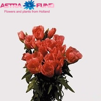 Godetia Salmon photo