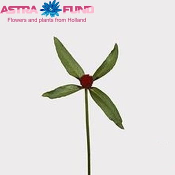 Gomphrena globosa 'Strawberry Fields' photo