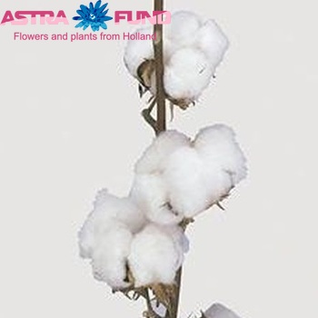 Gossypium hirsutum wit photo