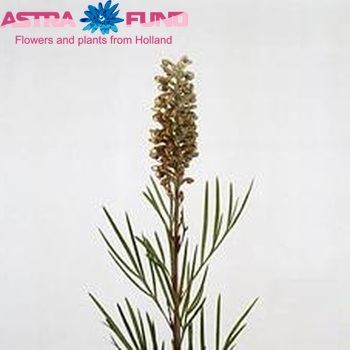 Grevillea 'Cal Gem' photo
