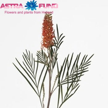 Grevillea 'Coastal Sunset' photo