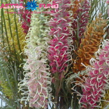 Grevillea gemengd photo