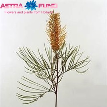 Grevillea 'Honey Gem' photo