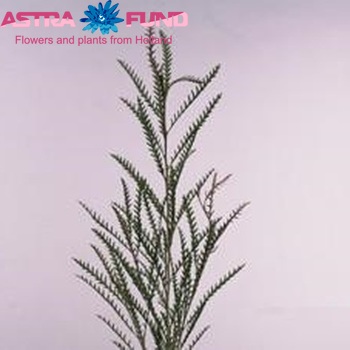 Grevillea 'Ivanhoe Bronze' photo