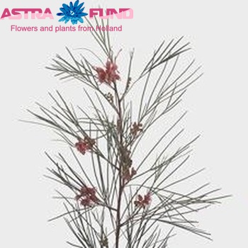 Grevillea johnsonii photo