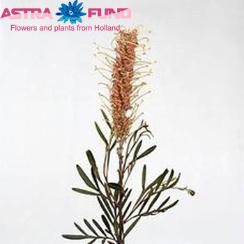 Grevillea 'Misty Pink' photo