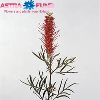 Grevillea 'Misty Red' photo