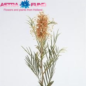 Grevillea 'Pink Willi' photo