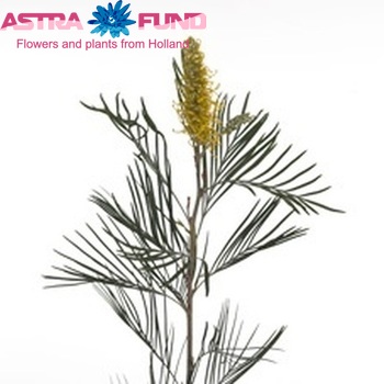 Grevillea robusta 'Yellow Amit' photo