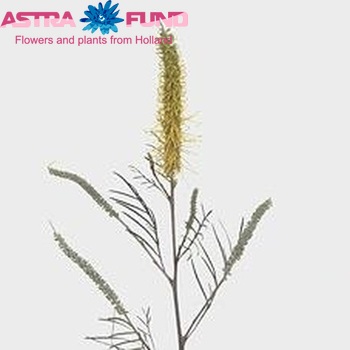 Grevillea 'Sandra Gordon' φωτογραφία