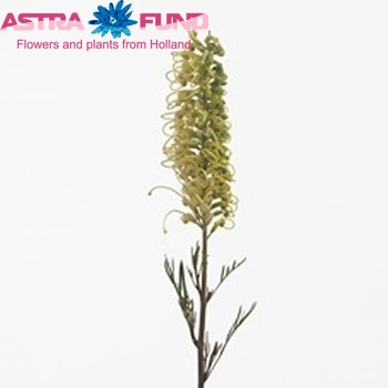 Grevillea 'Shirul' φωτογραφία