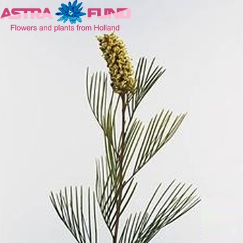 Grevillea 'Spiderman' φωτογραφία