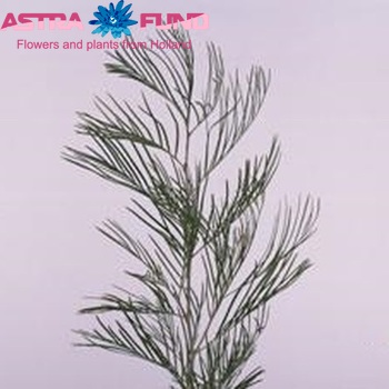 Grevillea 'Yovel' φωτογραφία