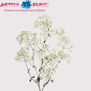 Gypsophila  'Blancanieves' photo