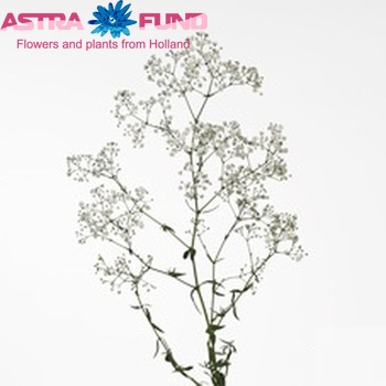 Gypsophila  'Million Stars' photo