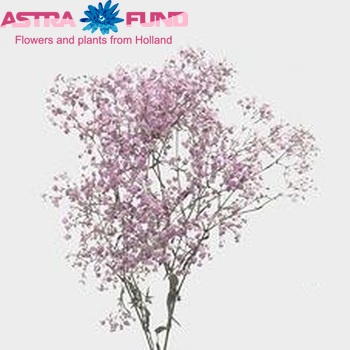 Gypsophila  'My Pink' photo