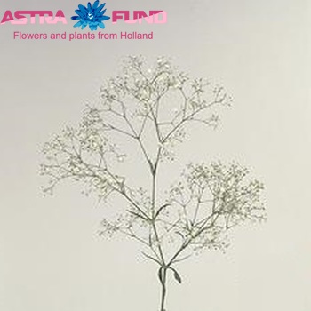 Gypsophila 'Allegro' photo