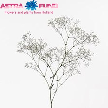 Gypsophila 'Bravo' photo