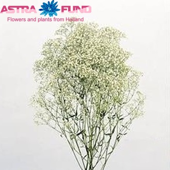 Gypsophila 'Double Time' photo