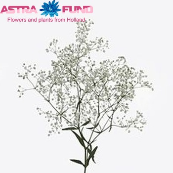 Gypsophila elegans (wit) photo