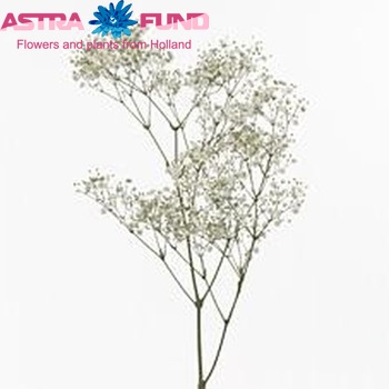 Gypsophila Fun Time photo