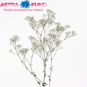 Gypsophila 'Gypso King' photo