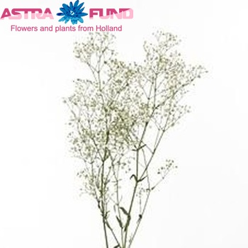 Gypsophila 'Gypso Queen' photo
