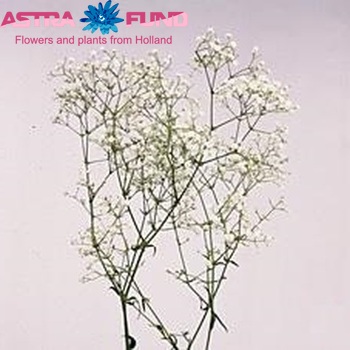 Gypsophila New Hope foto