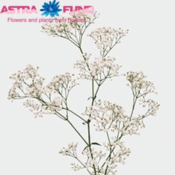 Gypsophila pa New Love foto