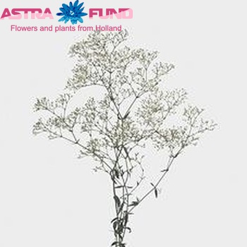 Gypsophila paniculata 'Bambino' foto
