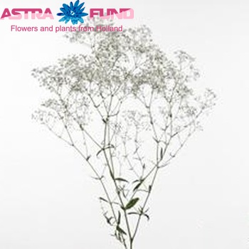 Gypsophila paniculata Cassiopeia foto