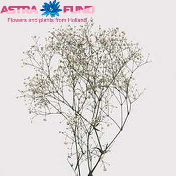 Gypsophila paniculata 'Hora' foto