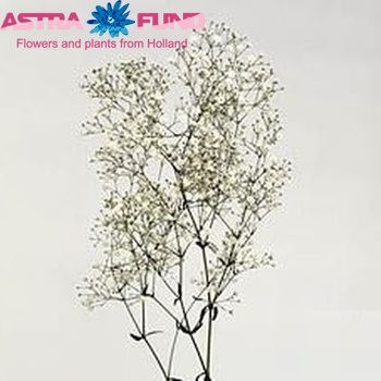 Gypsophila paniculata Inbal foto