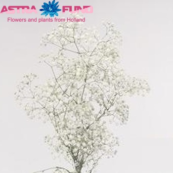 Gypsophila paniculata 'Mirabella' foto
