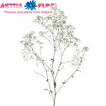 Gypsophila paniculata 'More Luck' foto
